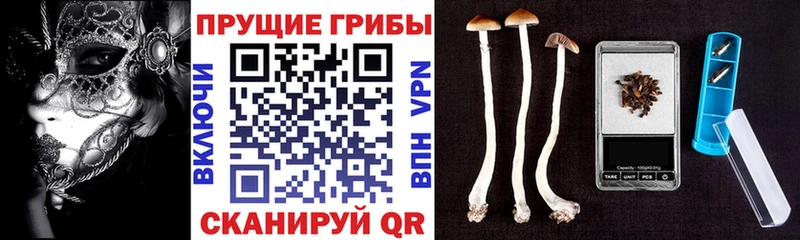 Псилоцибиновые грибы прущие грибы  Купить закладки  Краснознаменск 